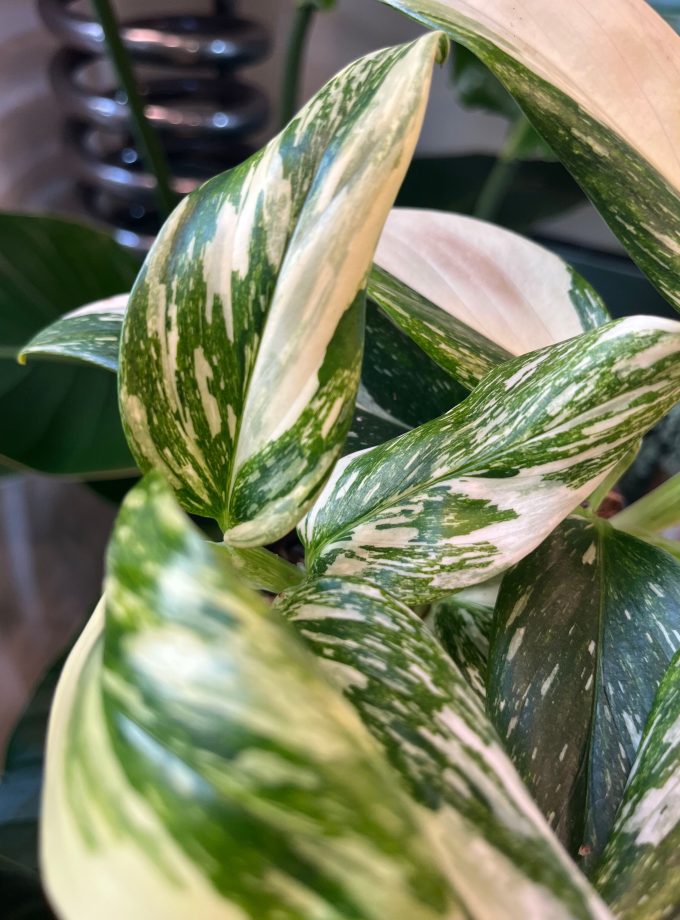 Monstera Standleyana Stardust