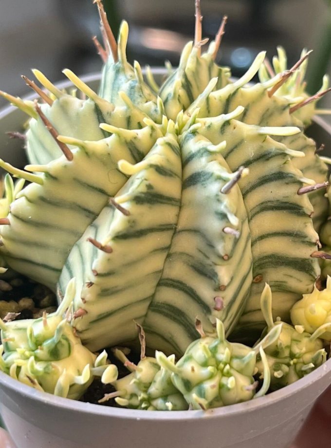 Euphorbia Meloformis Variegata