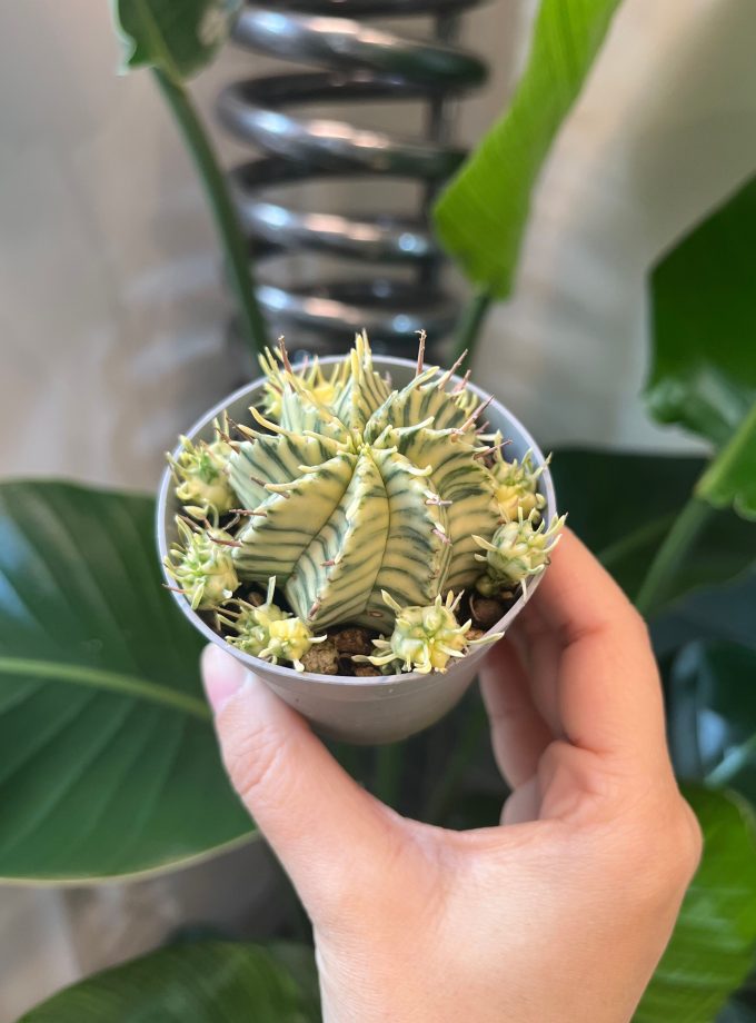 Euphorbia Meloformis Variegata