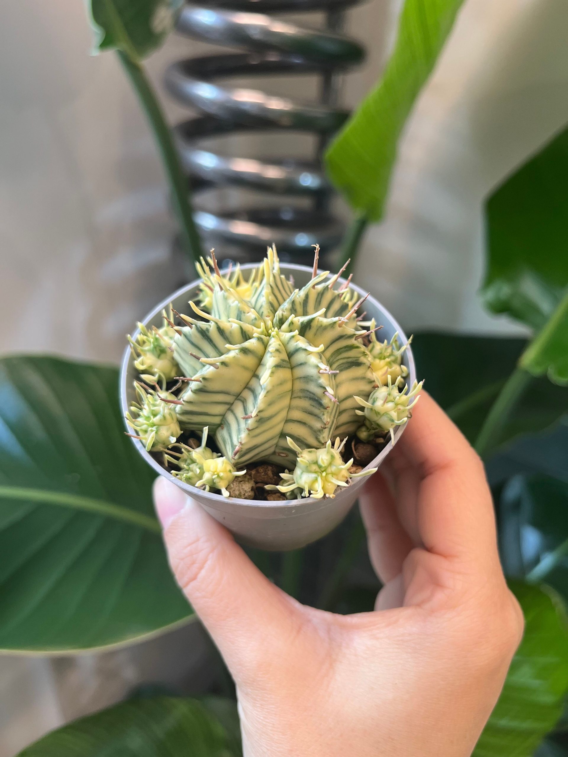 Euphorbia Meloformis Variegata