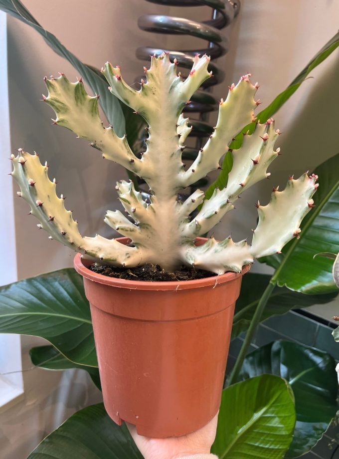 Euphorbia Lactea White Ghost