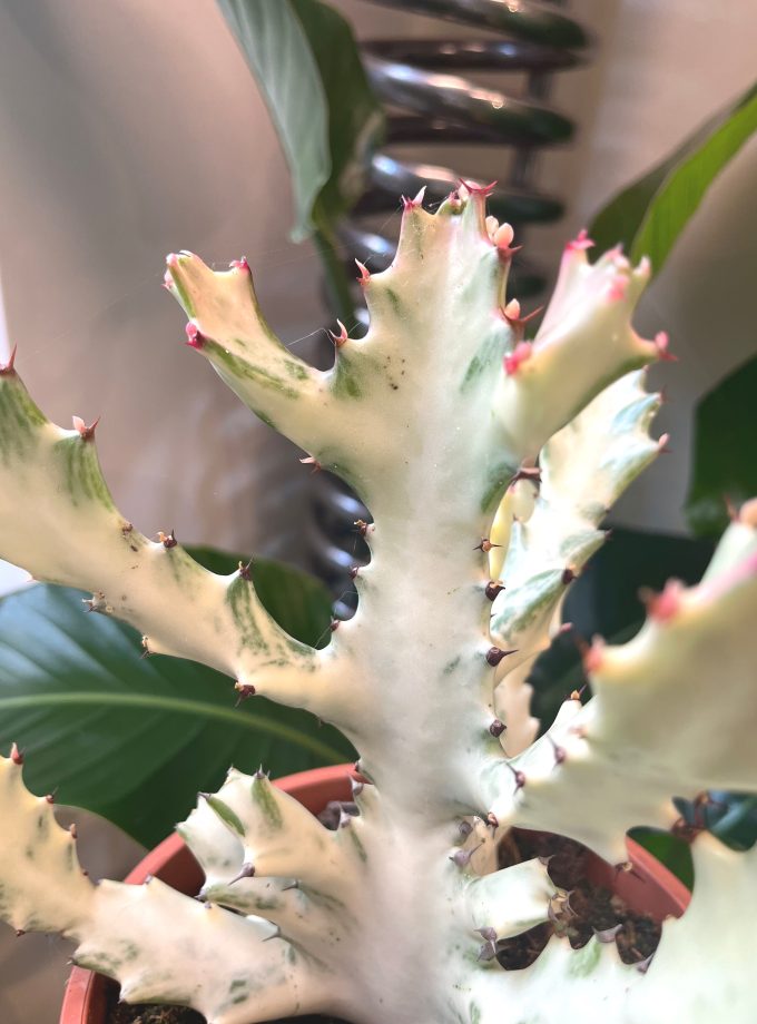 Euphorbia Lactea White Ghost
