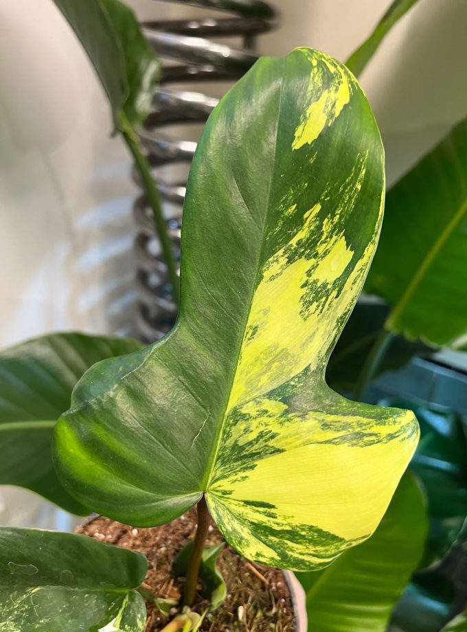 Philodendron Florida Beauty