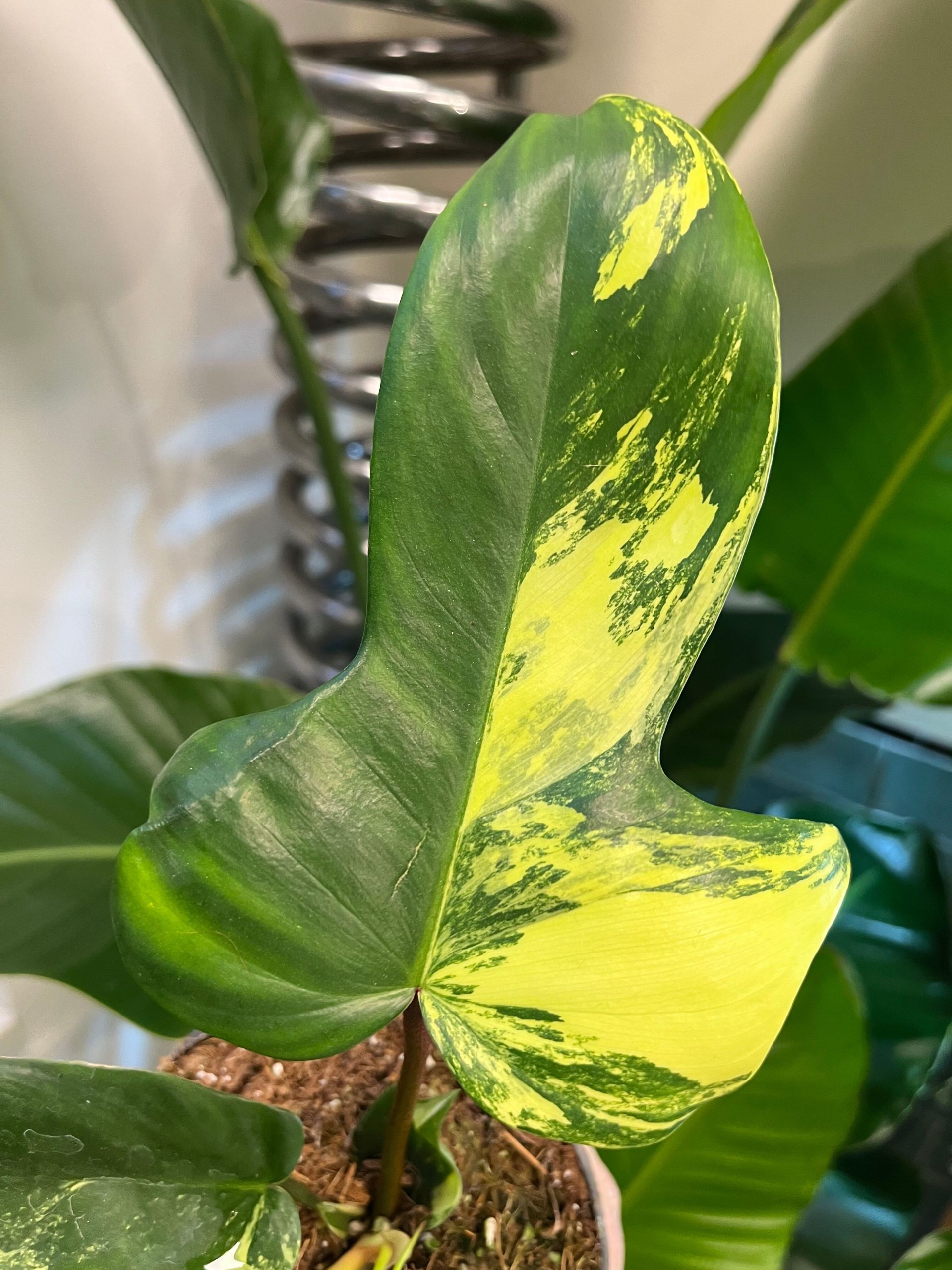 Philodendron Florida Beauty