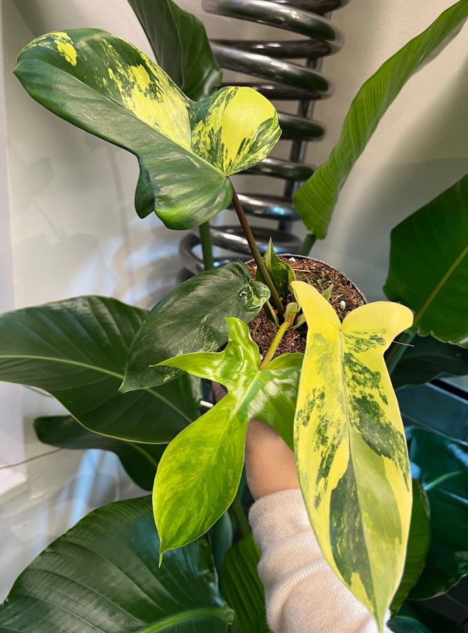 Philodendron Florida Beauty