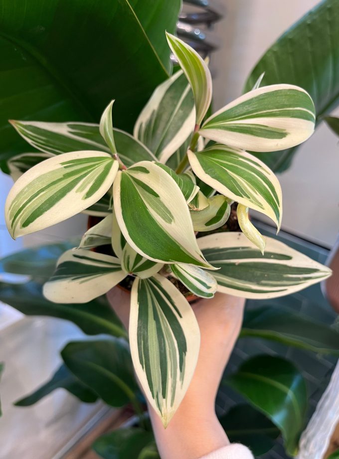 Costus Arabicus Variegata