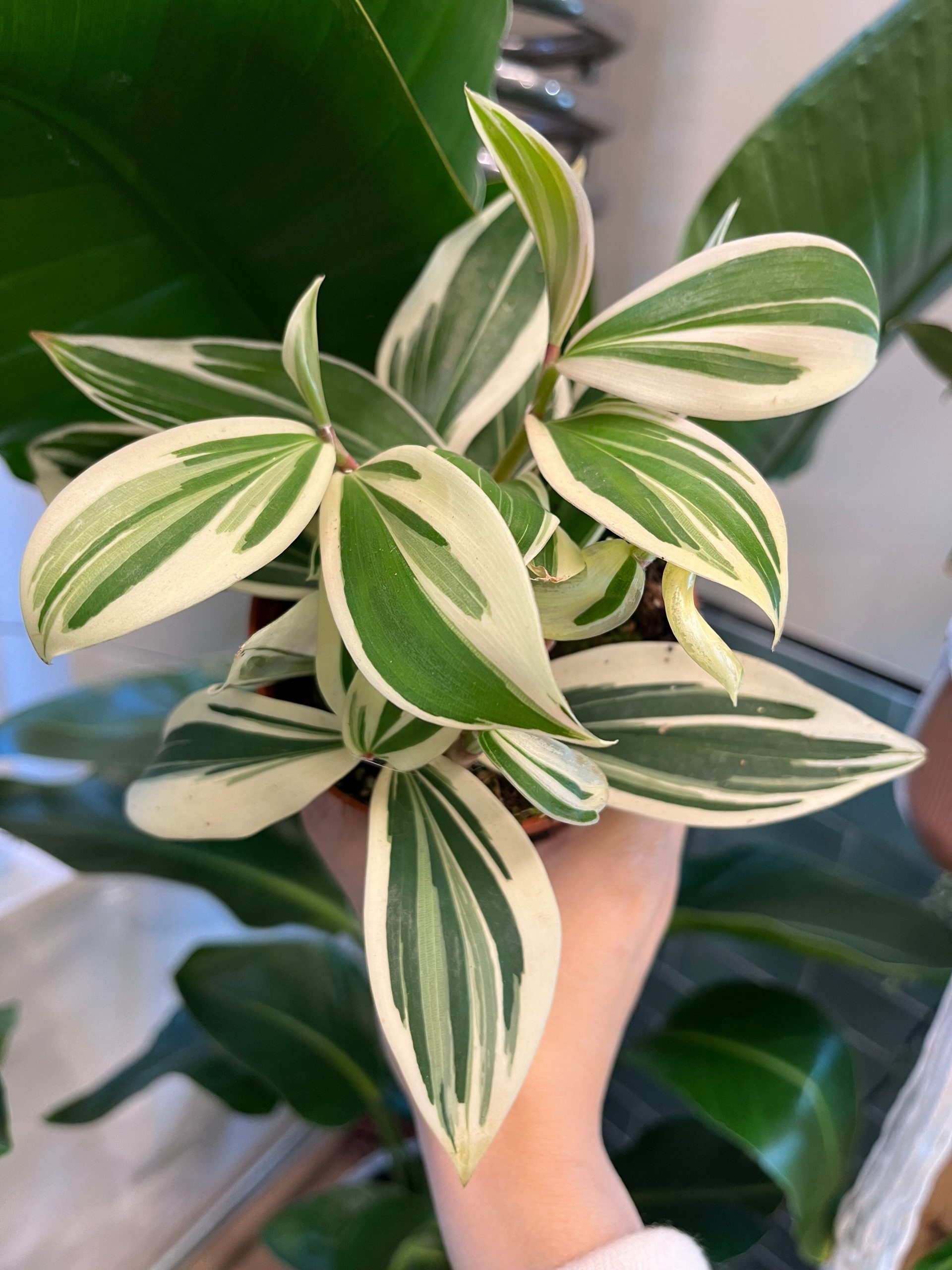 Costus Arabicus Variegata