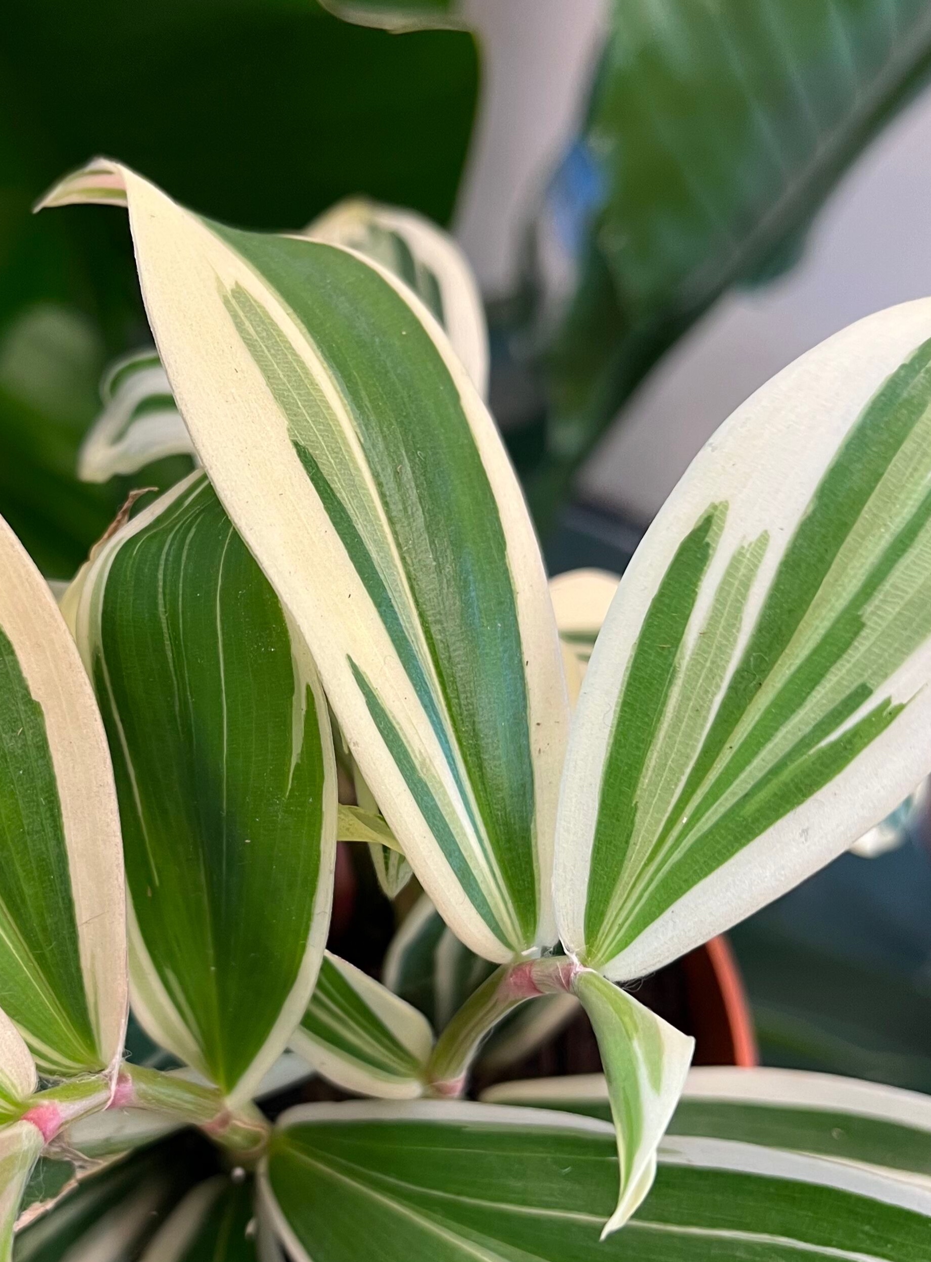 Costus Arabicus Variegata