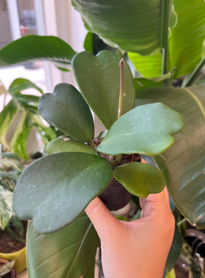 hoya kerrii