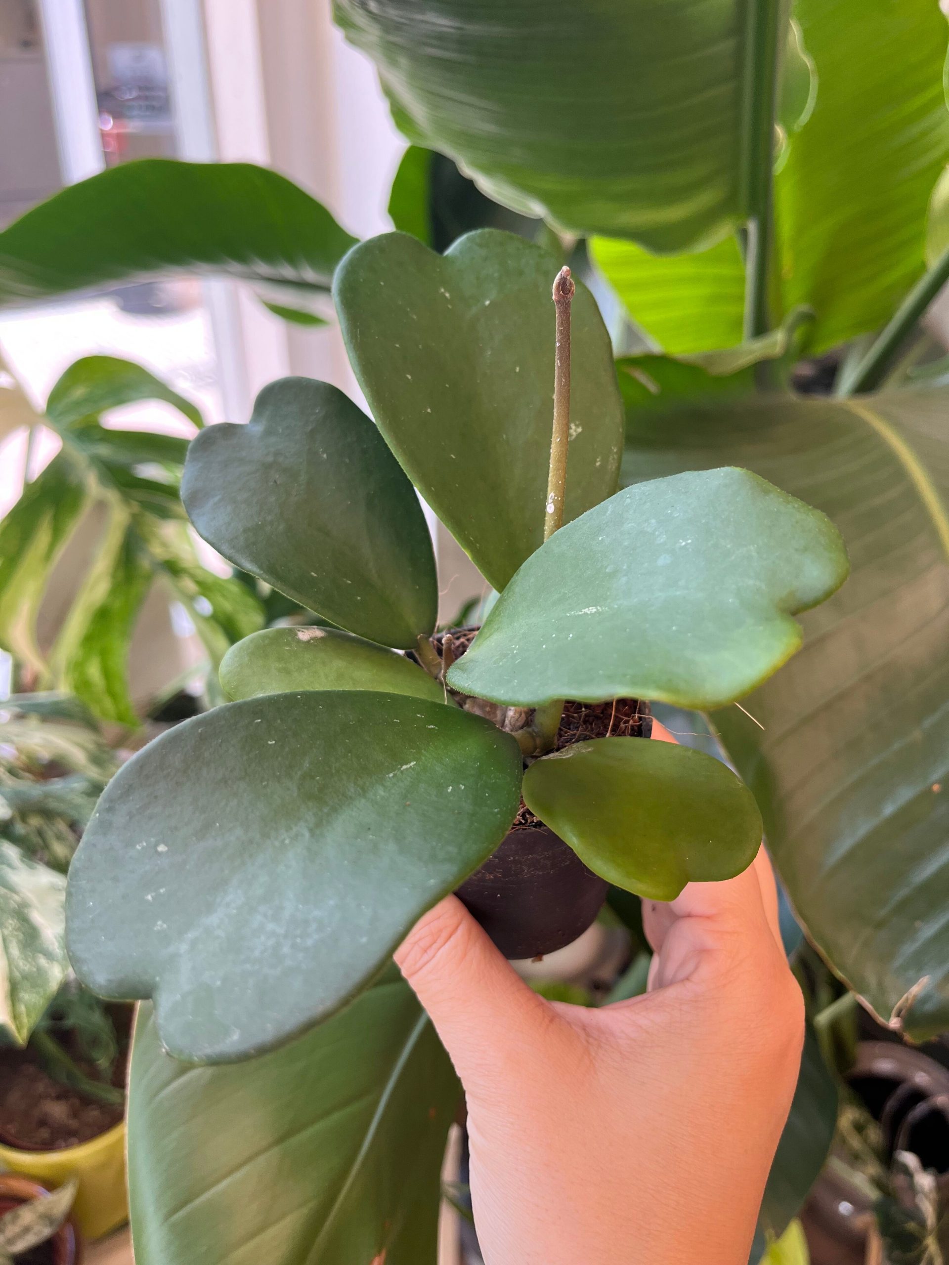 hoya kerrii