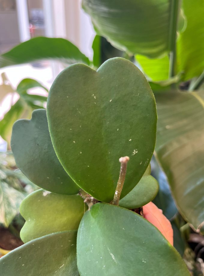 hoya kerrii