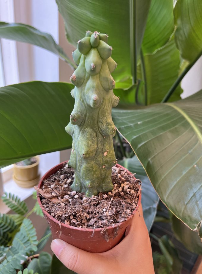 Myrtillocactus-geometrizans-fukurokuryuzinboku-boobiecactus