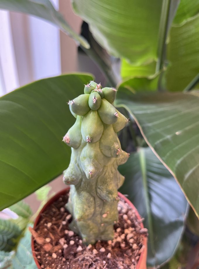 Myrtillocactus-geometrizans-fukurokuryuzinboku-boobiecactus