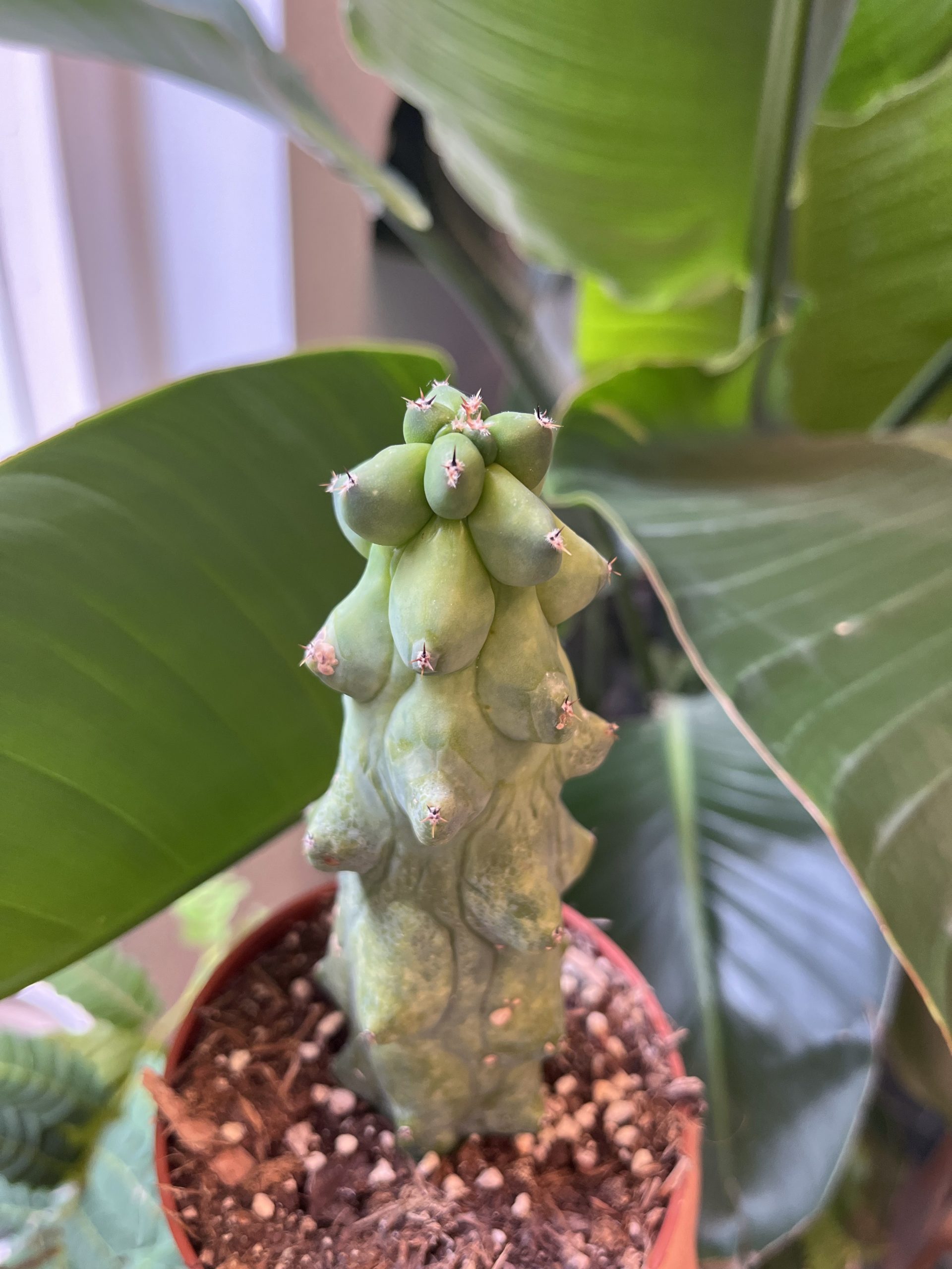Myrtillocactus-geometrizans-fukurokuryuzinboku-boobiecactus