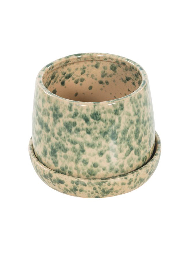 groene-gevlekte-wd-pot-met-schaal