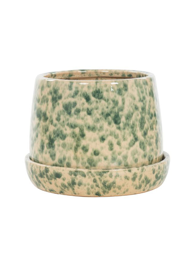 groene-gevlekte-wd-pot-met-schaal