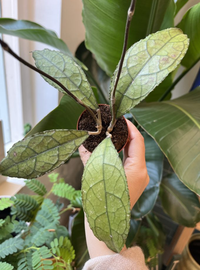 hoya-clemensorium