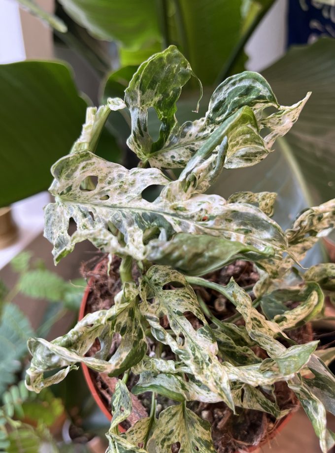 monstera-frozen-freckles