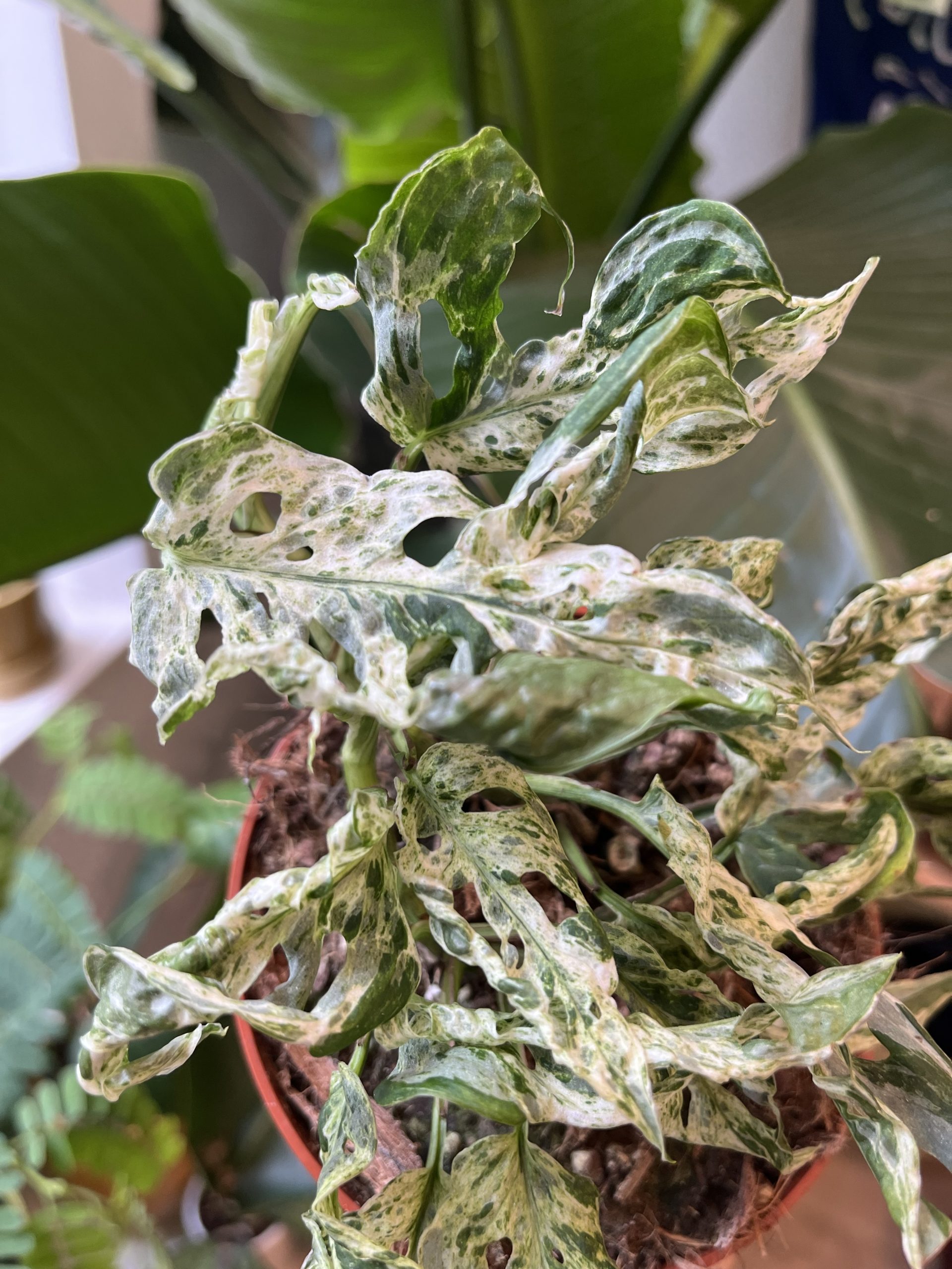 monstera-frozen-freckles