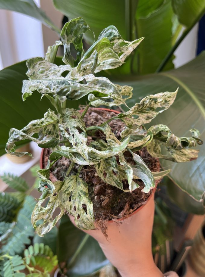 monstera-frozen-freckles