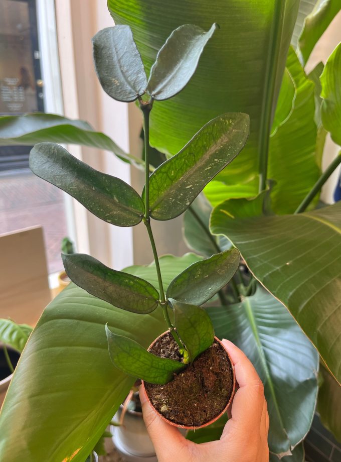 Hoya Pandurata