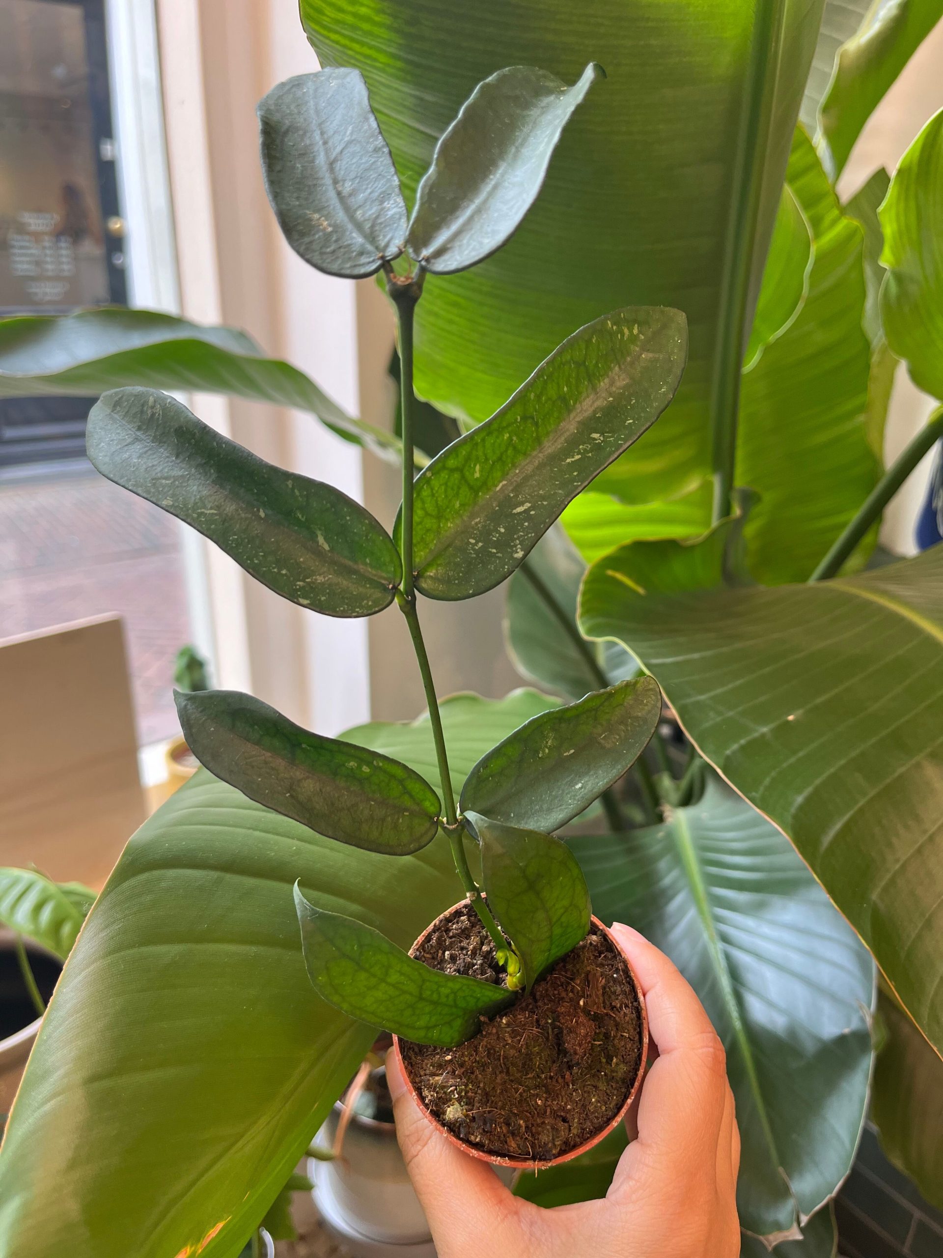 Hoya Pandurata