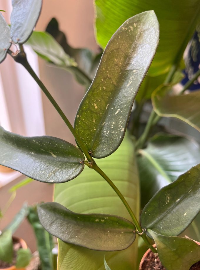 Hoya Pandurata