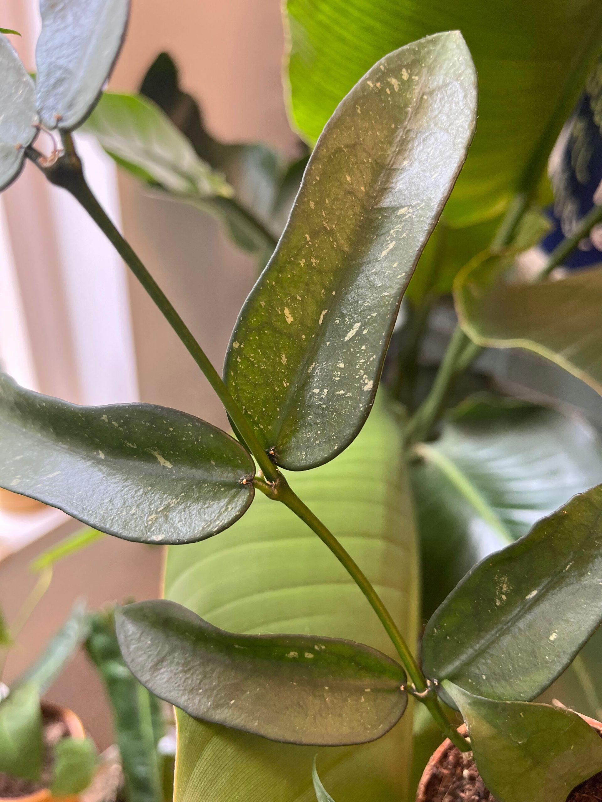 Hoya Pandurata