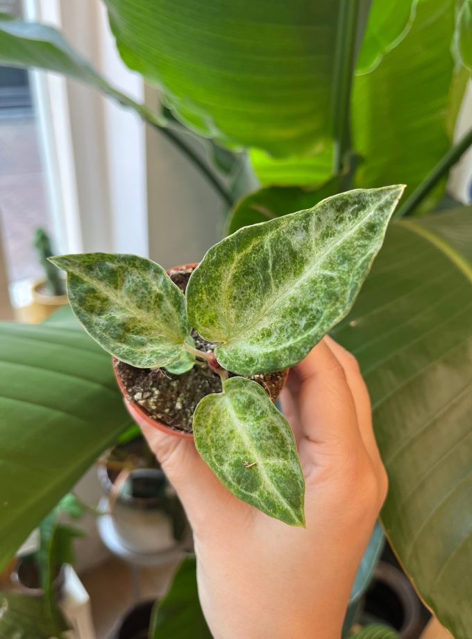 Anthurium Silver Blush Mint