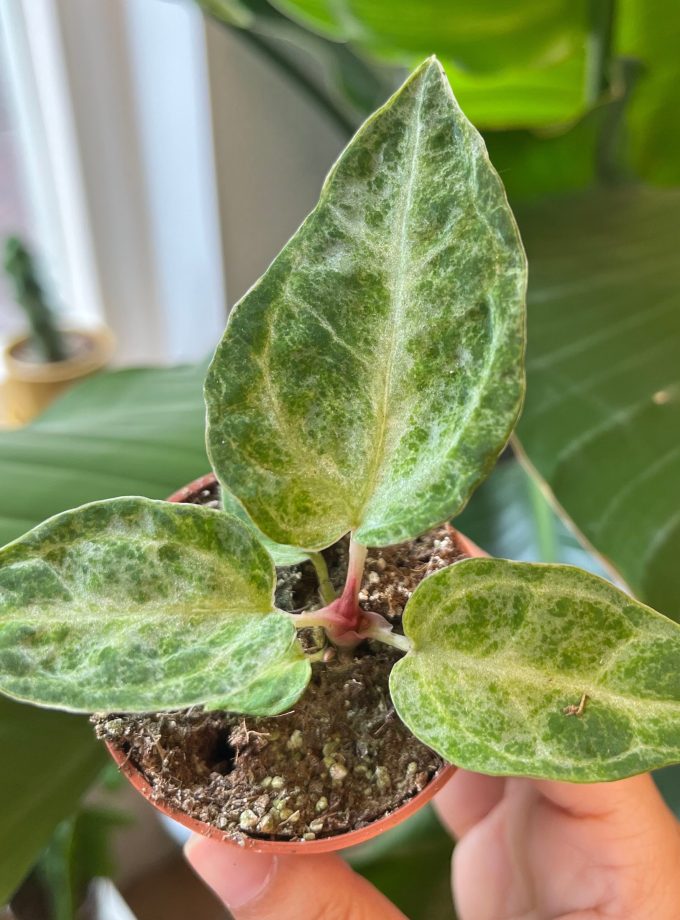 Anthurium Silver Blush Mint