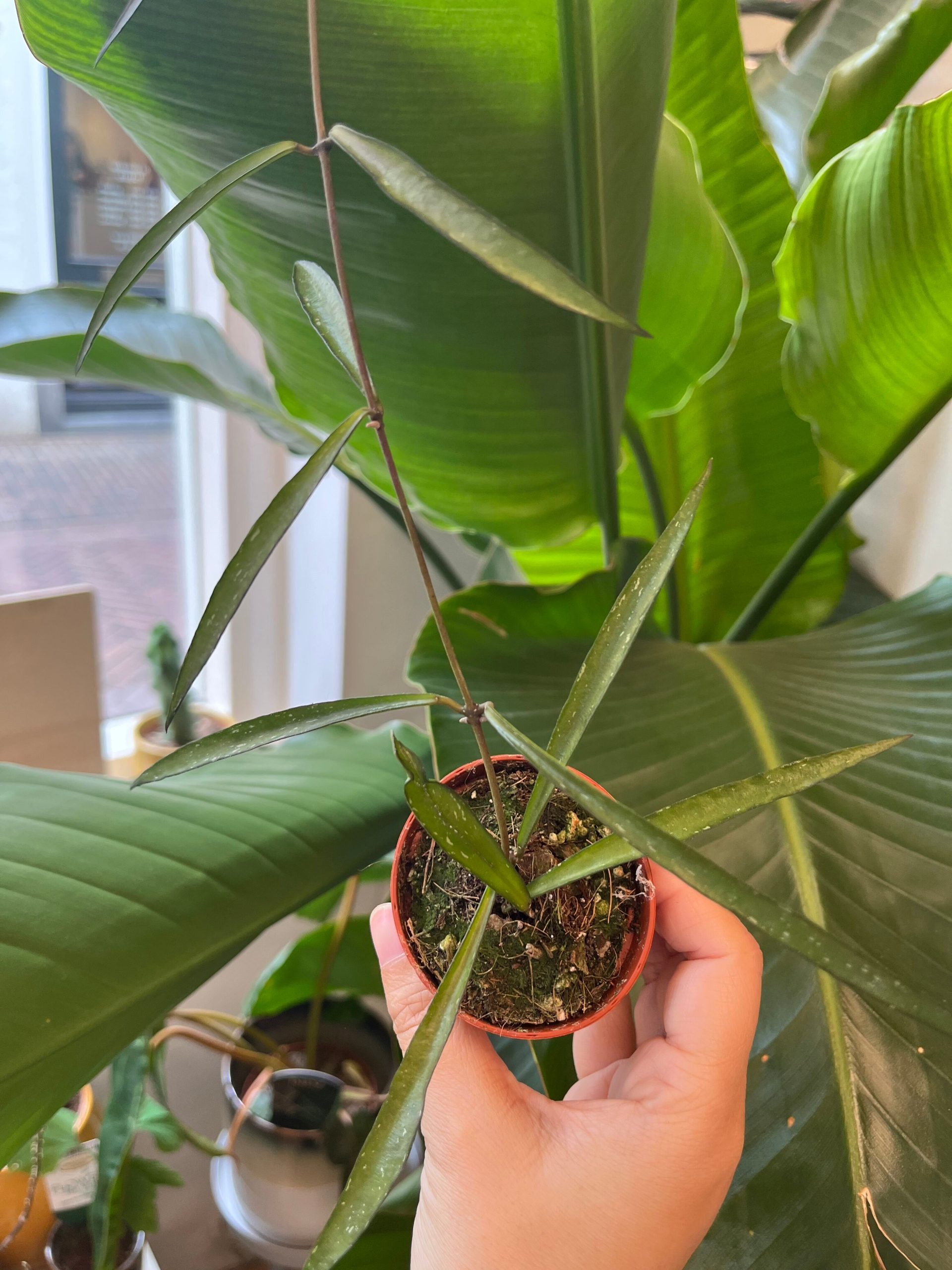 Hoya Mirabilis