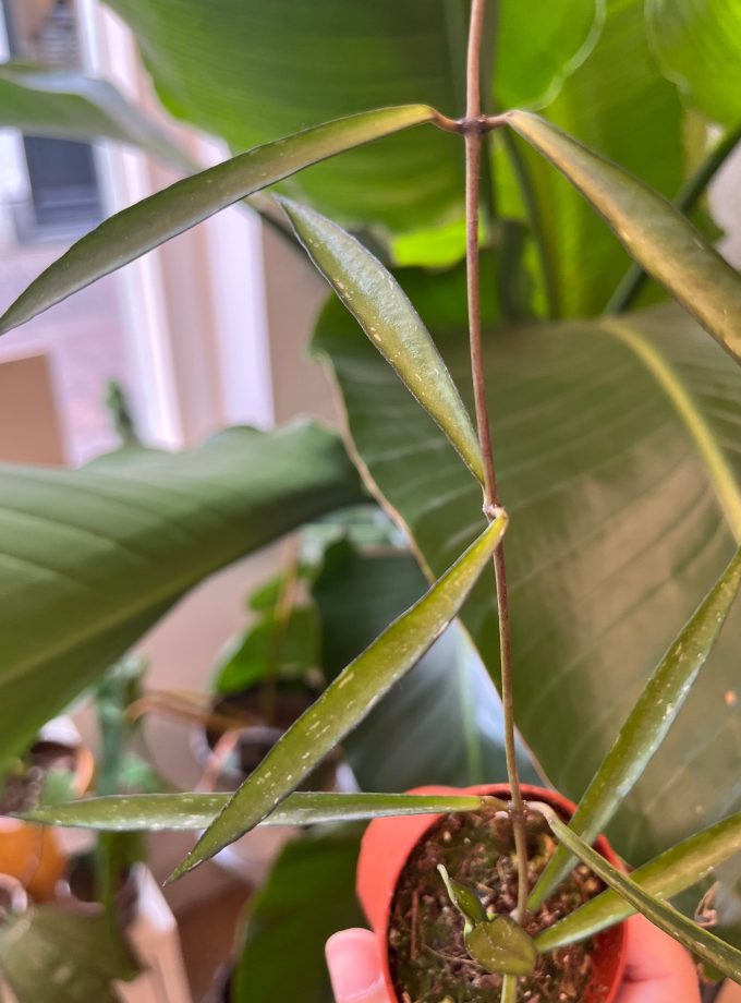 Hoya Mirabilis
