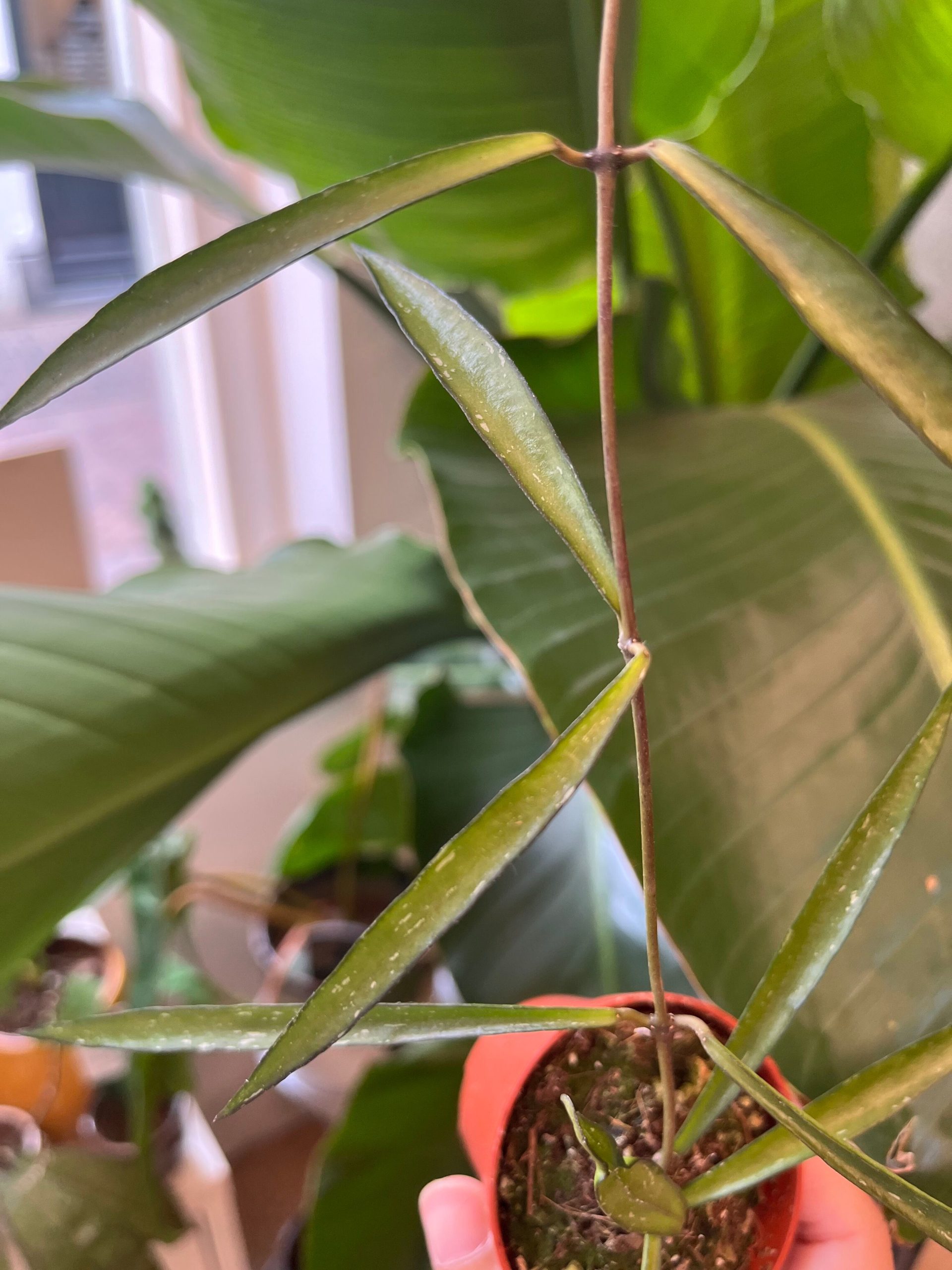 Hoya Mirabilis