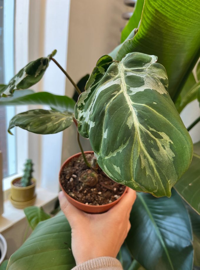 Philodendron Gloriosum Snow Leopard