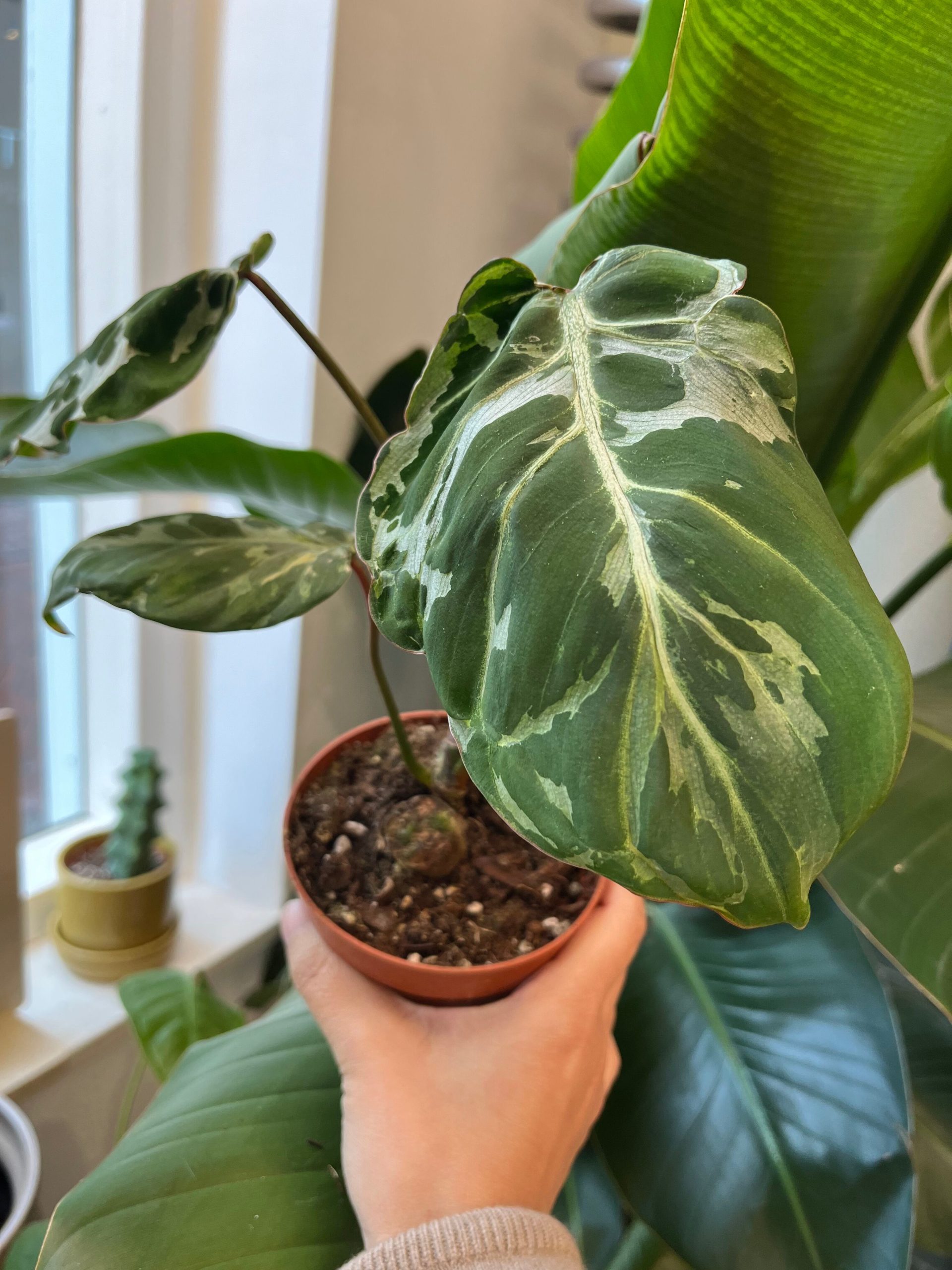 Philodendron Gloriosum Snow Leopard