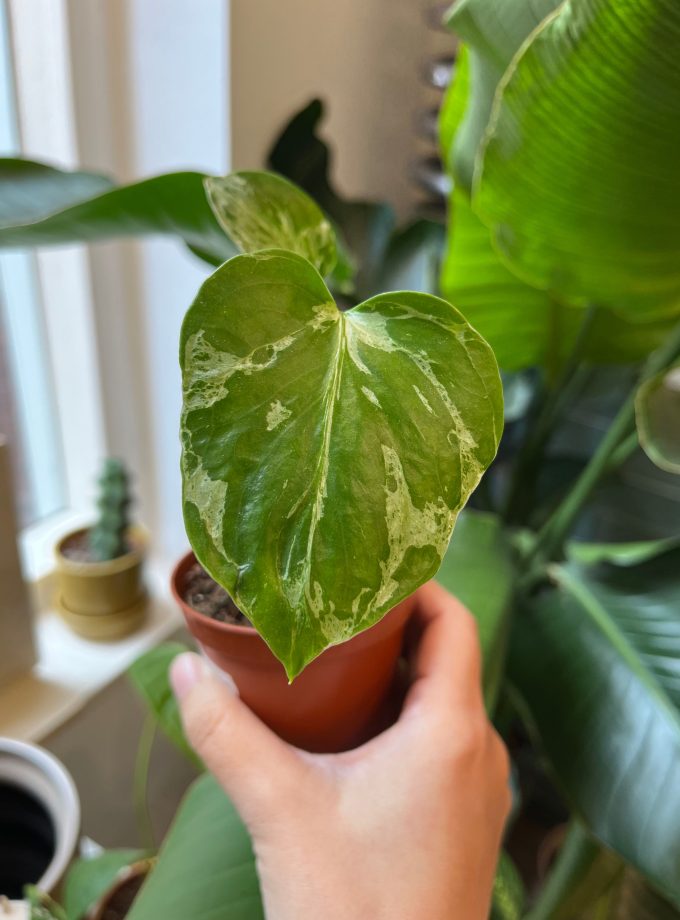 Monstera Bulbasaur