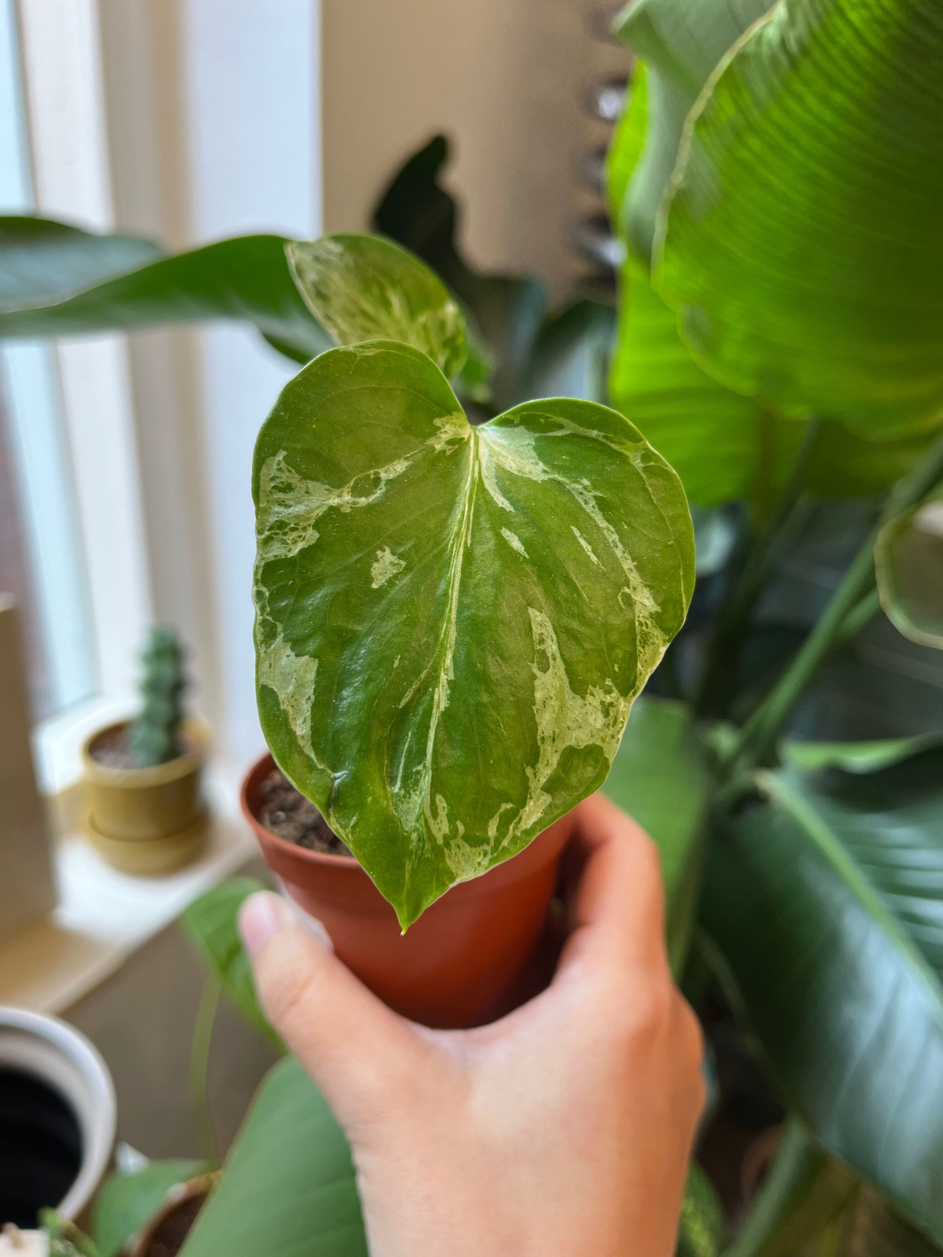 Monstera Bulbasaur