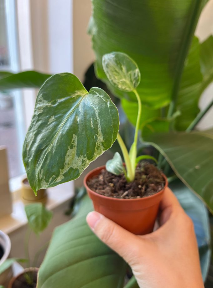Monstera Bulbasaur