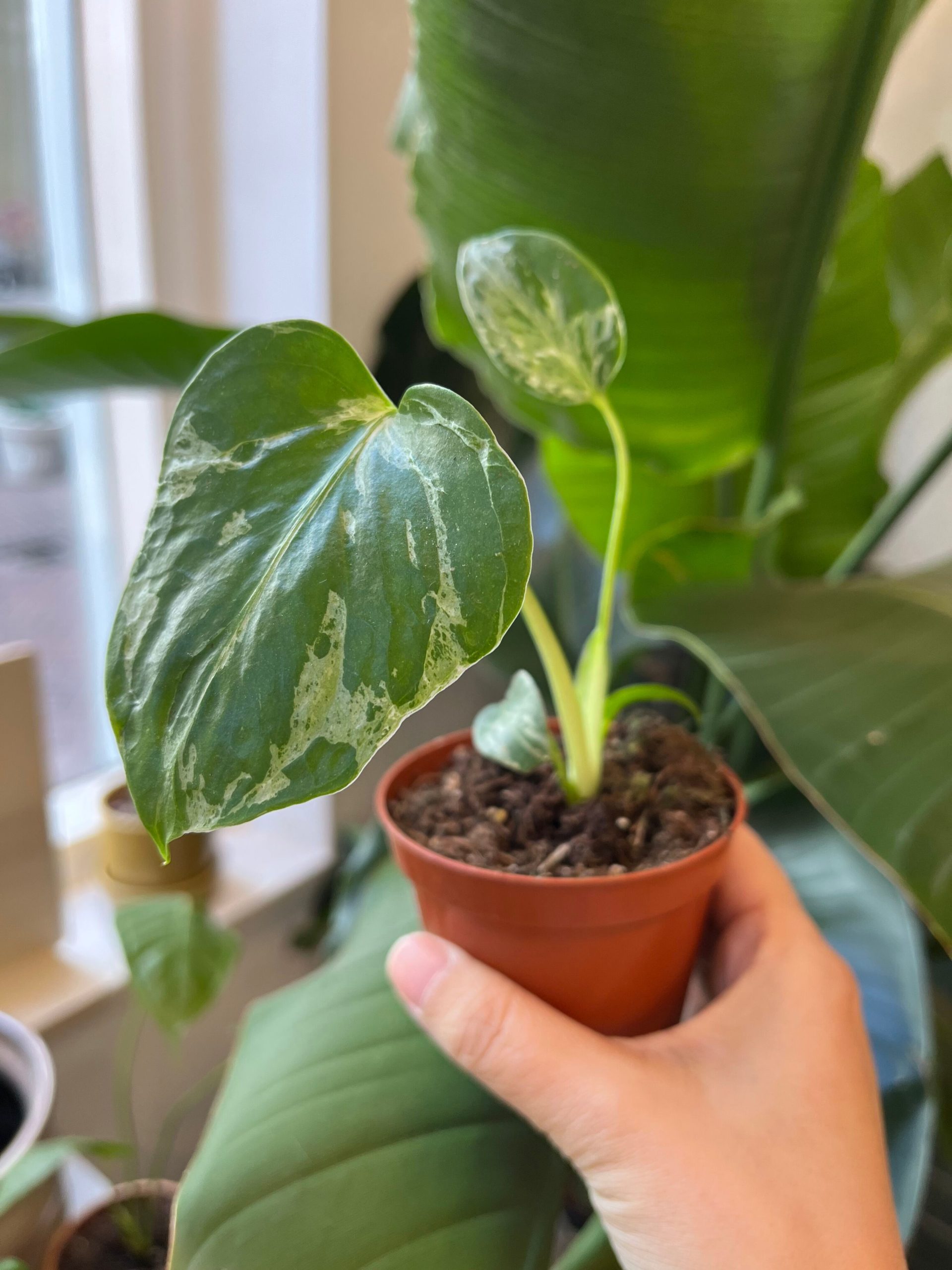Monstera Bulbasaur