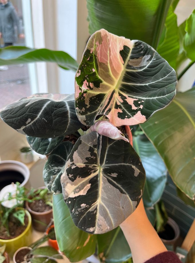 Alocasia Black Velvet Pink