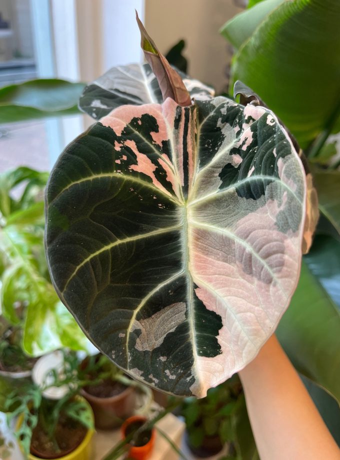 Alocasia Black Velvet Pink