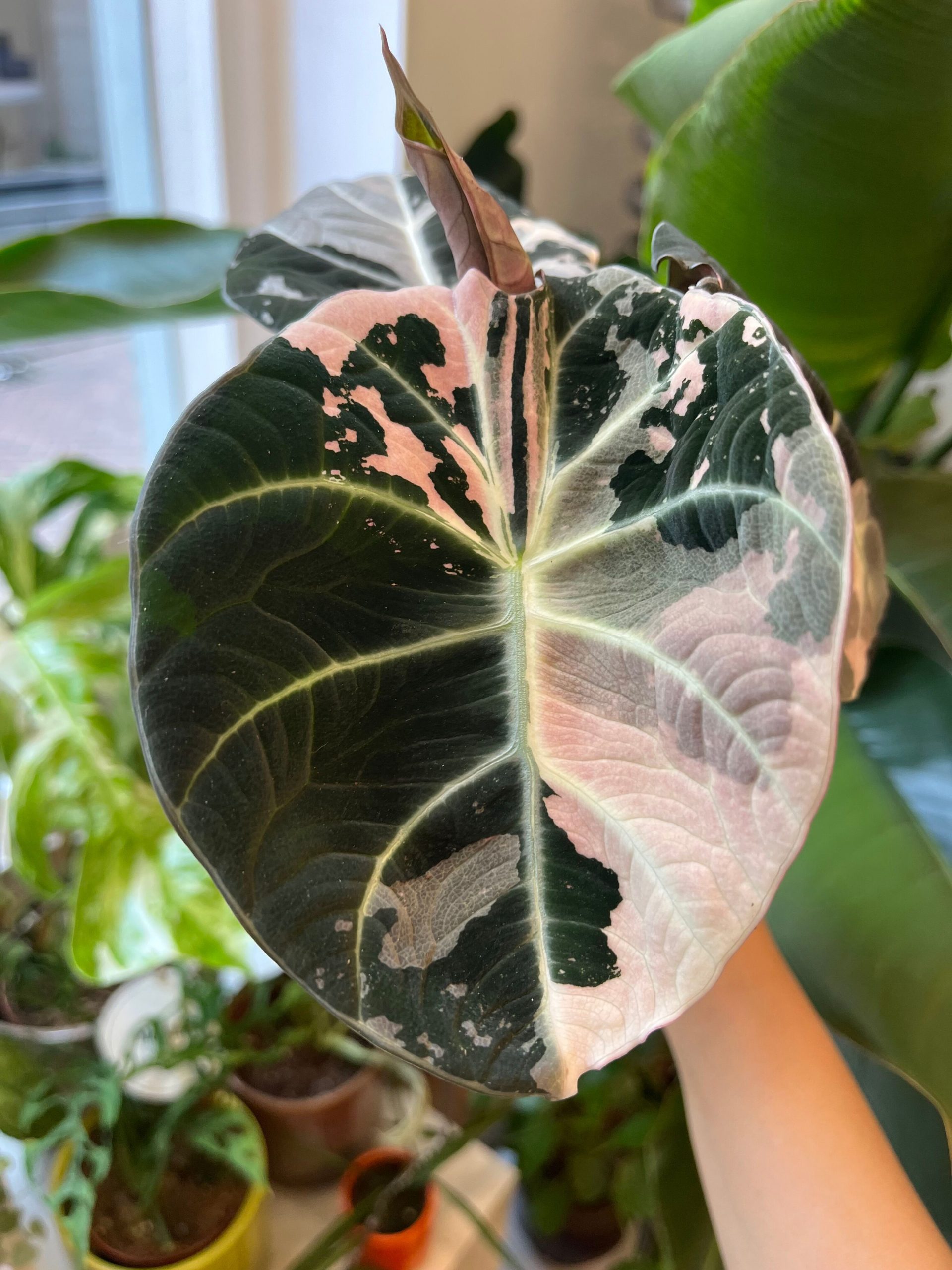 Alocasia Black Velvet Pink