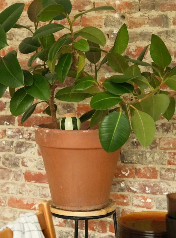 pepin olla waterdruppelaar gestreept groen