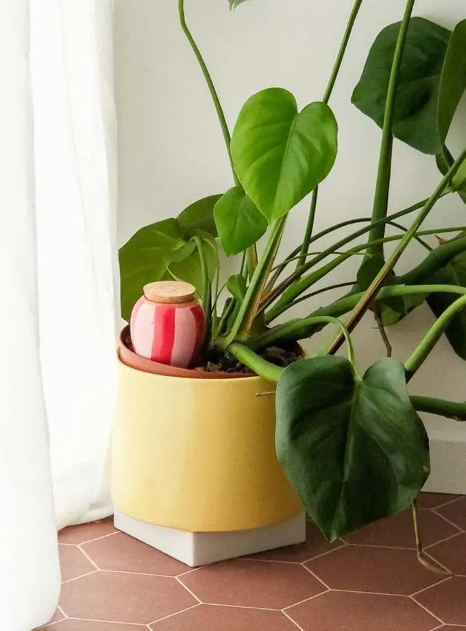 pepin olla waterdruppelaar roze rood