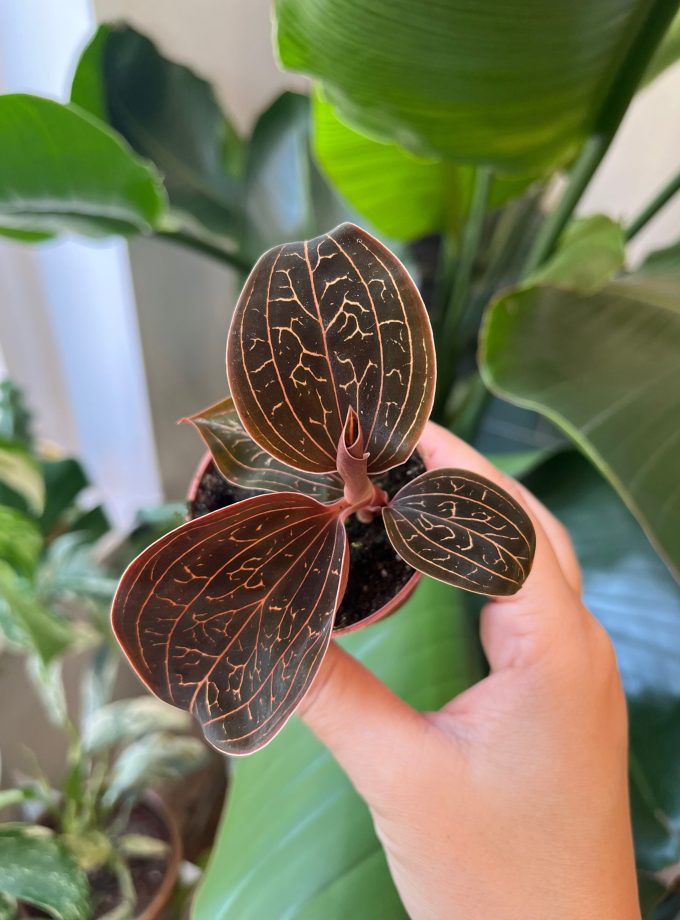 Anoectochilus Chapaensis (Jewel Orchid)