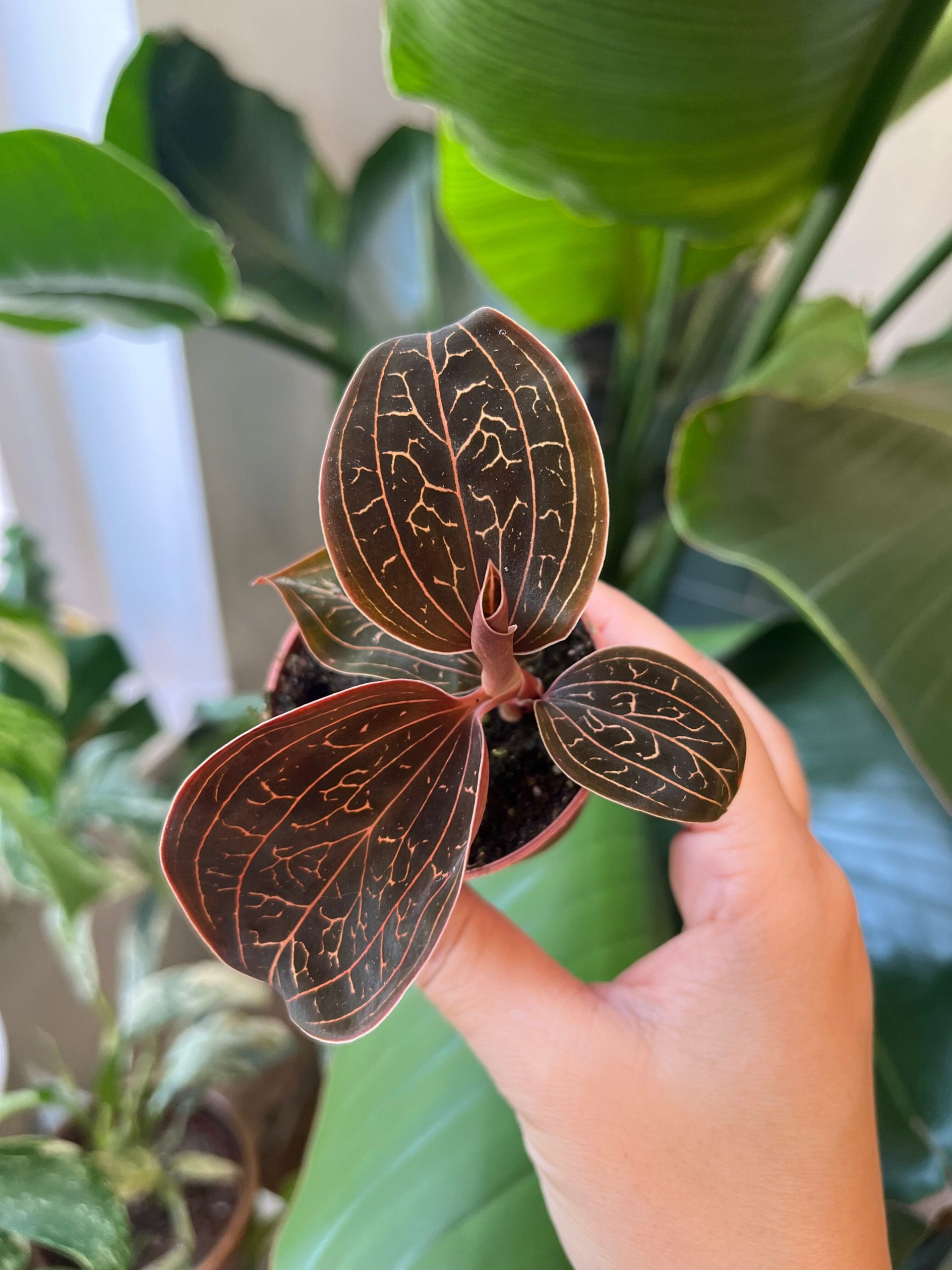 Anoectochilus Chapaensis (Jewel Orchid)