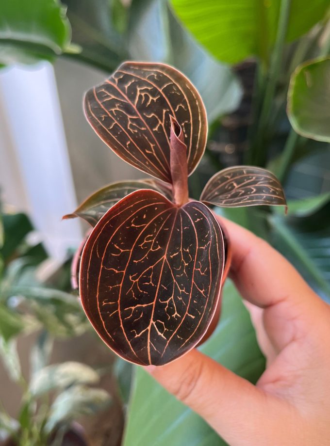 Anoectochilus Chapaensis (Jewel Orchid)