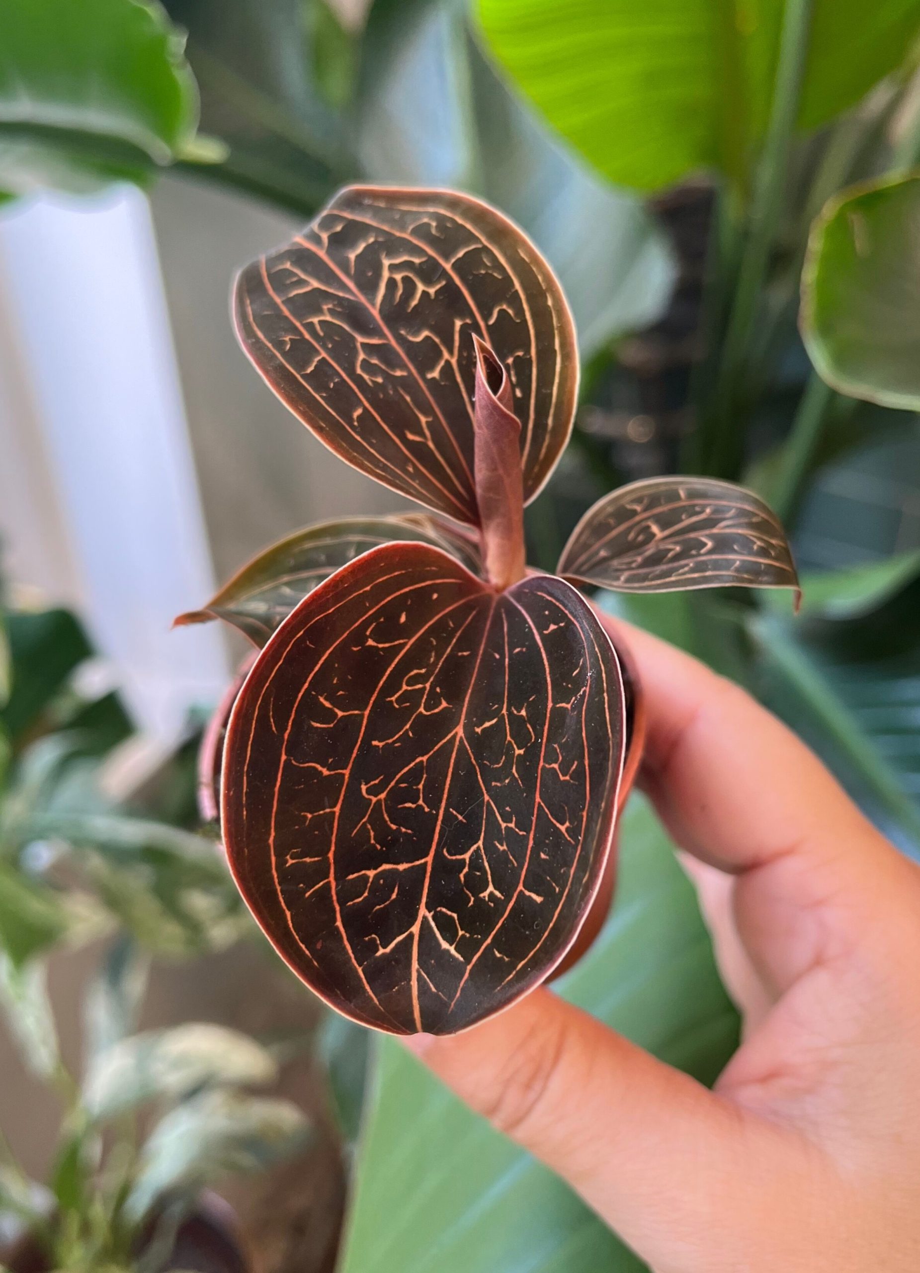 Anoectochilus Chapaensis (Jewel Orchid)