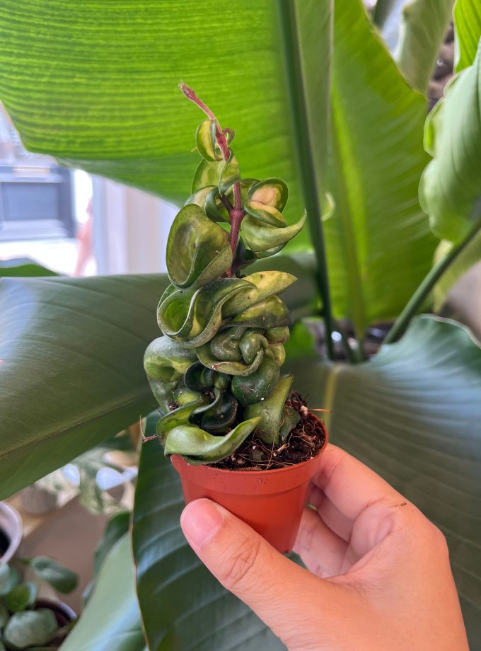 Hoya Compacta Mauna Loa