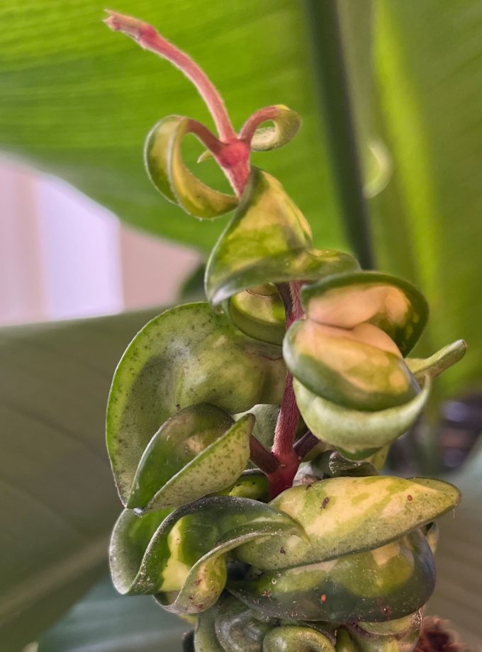 Hoya Compacta Mauna Loa